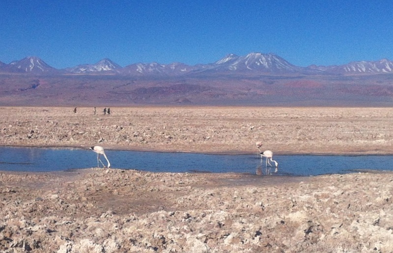 eine Lagune in der Atacama, rund 3000m hoch