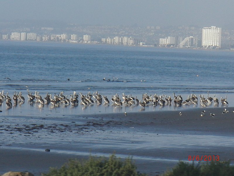 Pelikane vor Vina del Mar